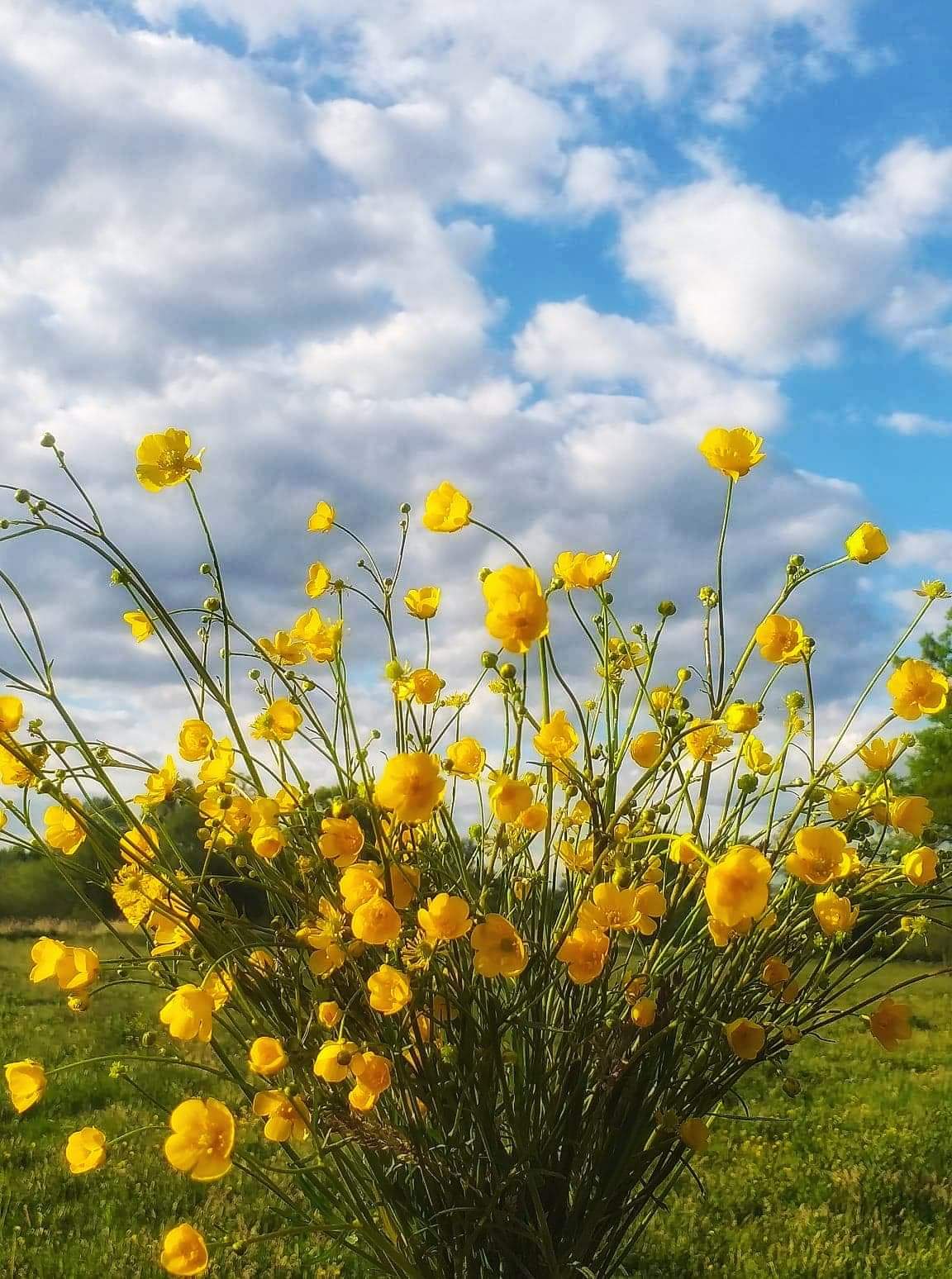 akcja samorządu uczniowskiego pory roku w obiektywie wiosna